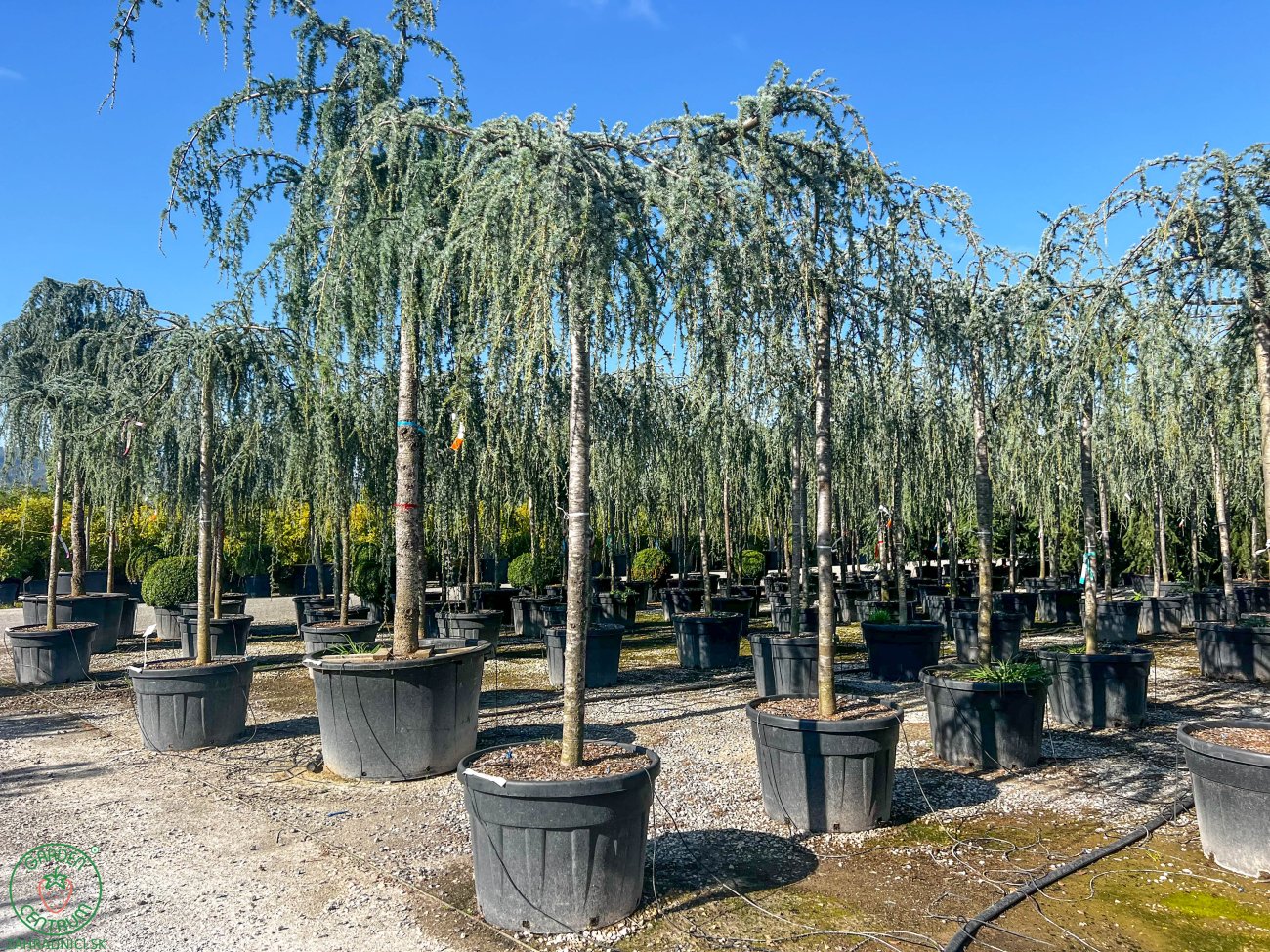 C der Atlantsk GLAUCA PENDULA 180 200 Cm Zahradnici sk